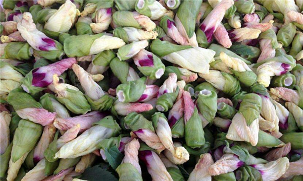 黄秋葵花茶多少钱一斤,黄秋葵花茶能长期喝吗