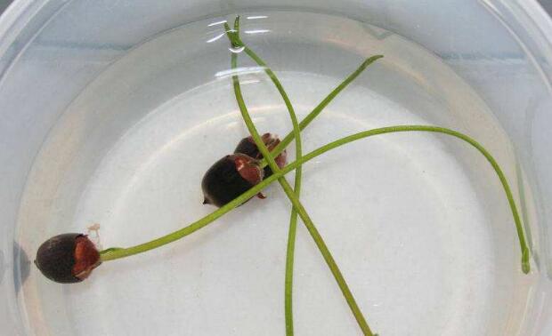 莲藕种子什么时候种,莲藕种子什么时候发芽