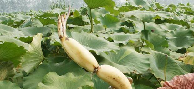 莲藕种子什么时候种,莲藕种子什么时候发芽