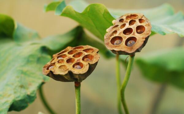 莲藕种子是怎样的,莲藕种子是怎么发芽出来的