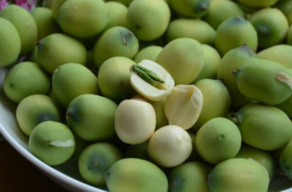 莲藕种子是怎样的,莲藕种子是怎么发芽出来的