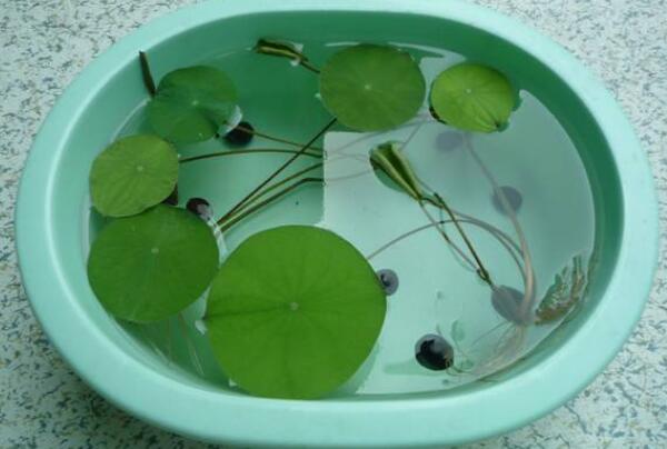 睡莲种子和碗莲种子一样吗,碗莲种子和睡莲种子的区别