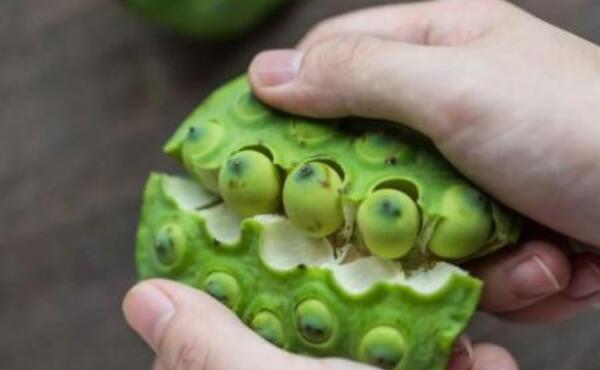 莲藕种子能吃吗,新鲜莲子怎么种