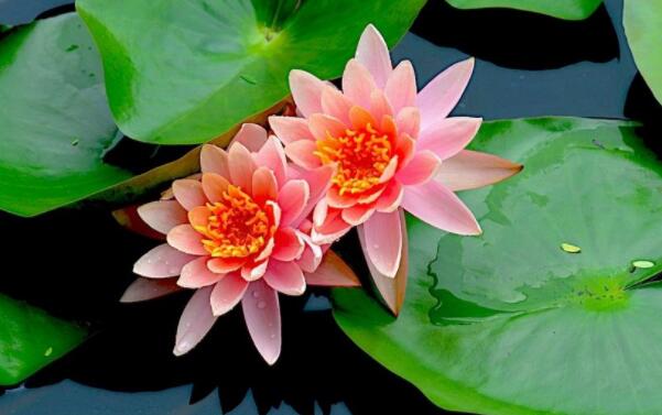 睡莲会有莲藕和莲蓬吗,睡莲种子和莲藕的区别