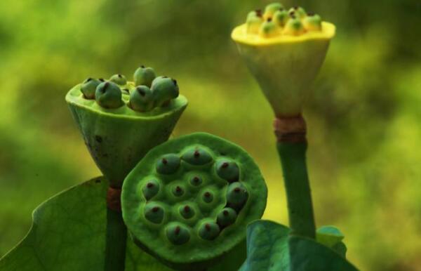 睡莲会有莲藕和莲蓬吗,睡莲种子和莲藕的区别