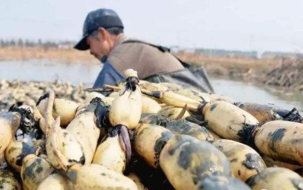 湖北哪里的莲藕最出名,湖北种莲藕最多最高产的地方