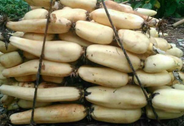 湖北哪里的莲藕最出名,湖北种莲藕最多最高产的地方