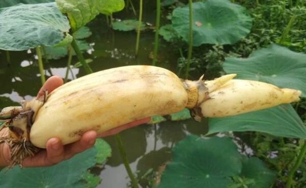 湖北哪里的莲藕最出名,湖北种莲藕最多最高产的地方