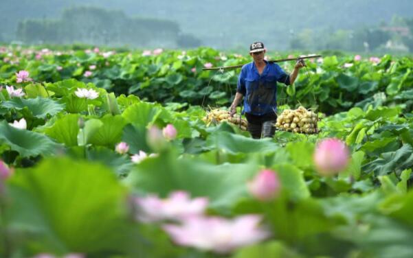 莲藕在我国的主要产地,中国最好的莲藕产地