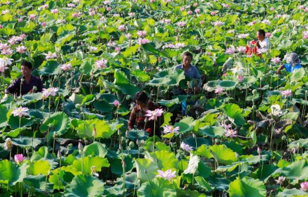江苏有几个莲藕基地,江苏莲藕种植基地在那里