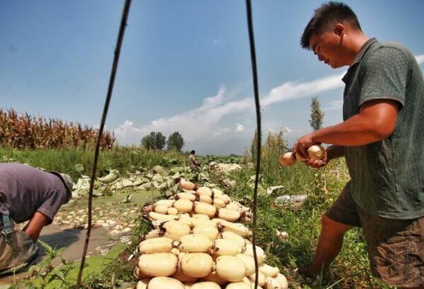 新垦莲藕节何时开,新垦莲藕哪里买