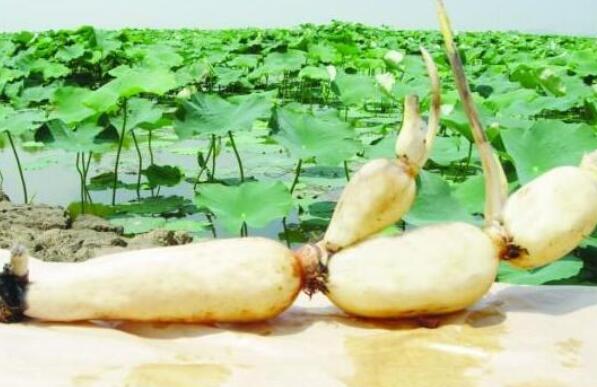 莲藕发芽到什么程度才可以种,新种下的莲藕什么时候能发芽