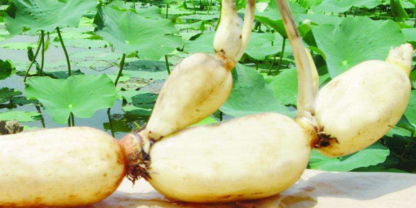 最早莲藕产地在哪里,中国莲藕产地之乡