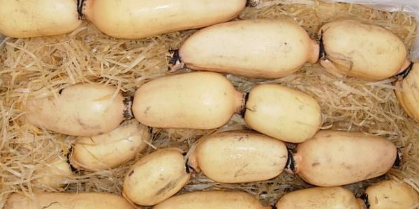 莲藕产地哪个的最好,莲藕在我国的主要产地