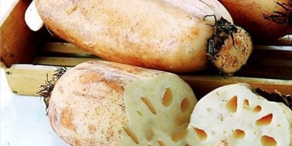 湖北莲藕产地哪里最好,湖北莲藕产地价格