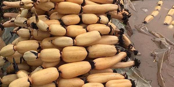 九眼莲藕产自哪里,珠海斗门哪里产莲藕