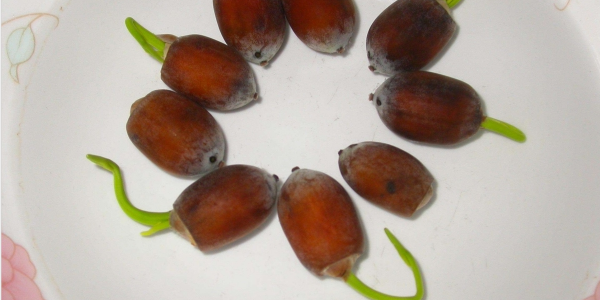 莲子怎么种盆栽,莲子怎么种植开花呢