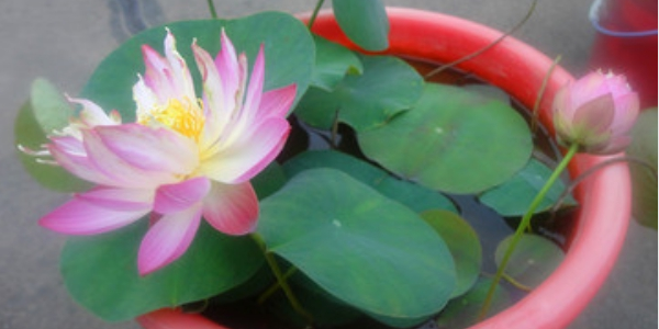 莲子怎么种盆栽,莲子怎么种植开花呢