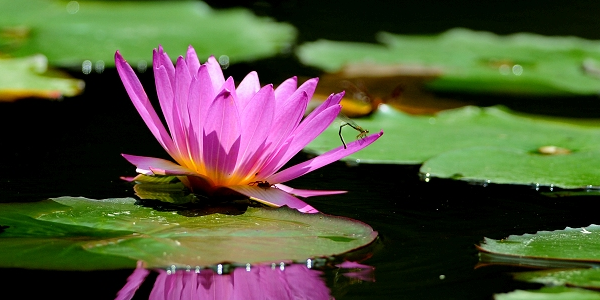 睡莲和荷花哪一个长藕,睡莲的藕能吃吗