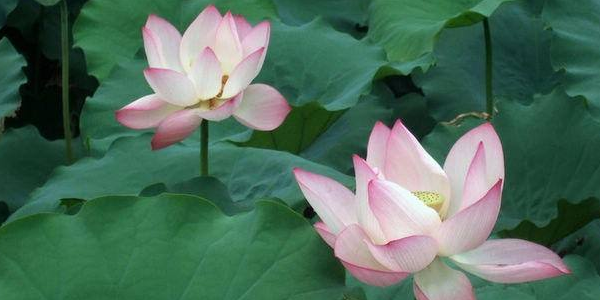 莲藕开花是荷叶花吗,睡莲下面长藕吗