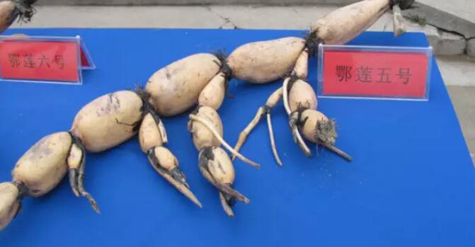 哪种莲藕品种比较粉,最粉莲藕品种是那种
