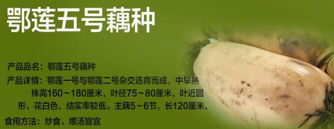 3537莲藕是什么品种,3735莲藕品种介绍