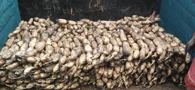 3537莲藕是什么品种,3735莲藕品种介绍