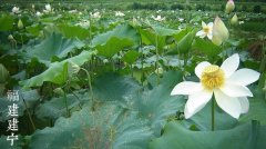 产莲子的藕是什么品种,专产莲子的品种有哪些