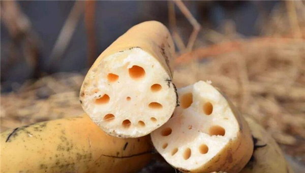 浅水莲藕什么时候下种,极早熟浅水莲藕品种