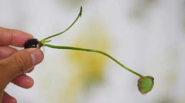 青莲子怎么种,莲子怎么种植方法图解