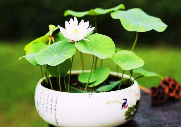 青莲子怎么种,莲子怎么种植方法图解