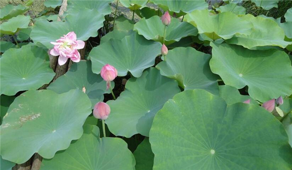 浅水莲藕品种介绍,浅水莲藕品种大全