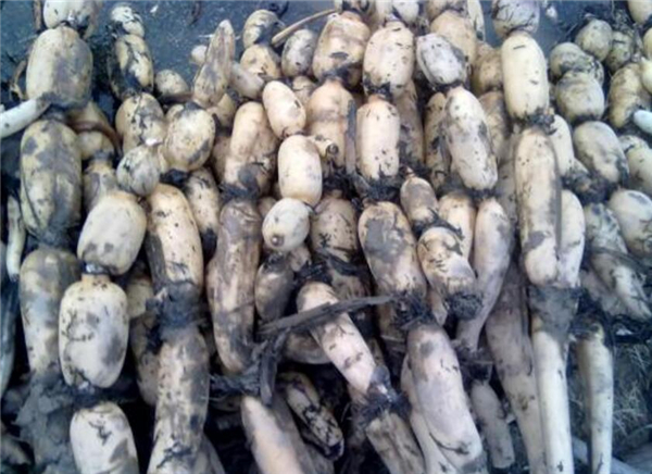 浅水莲藕品种介绍,浅水莲藕品种大全