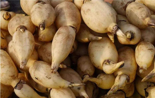 浅水莲藕品种介绍,浅水莲藕品种大全