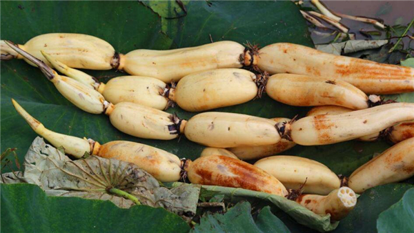 有没有最新产量高的莲藕品种,高产莲藕品种有哪些