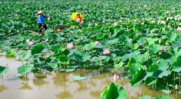 种莲藕可以用什么肥料,莲藕用什么肥料产量高