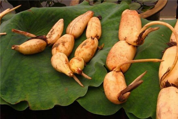 浅水莲藕哪种品种好,浅水莲藕什么品种最好