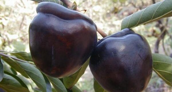 柿子什么时候成熟季节,黑柿子生长在什么地方