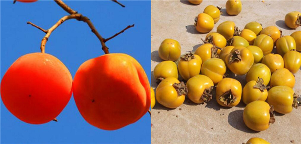 红柿子和黄柿子哪个营养高,红柿子和黄柿子的营养价值一样吗