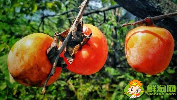 黄柿子和红柿子有什么区别,南红柿子黄与柿子红的区别