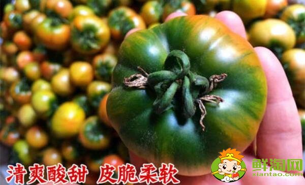 铁皮西红柿几月份成熟,铁皮西红柿成熟时间