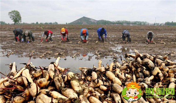 什么莲藕品种产量最高,当前什么莲藕品种产量大