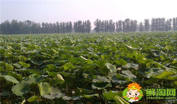 什么莲藕品种产量最高,当前什么莲藕品种产量大