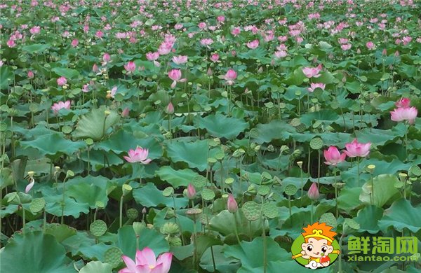 荷花的莲子和莲藕被称为什么,荷花是莲子还是莲藕长出来的