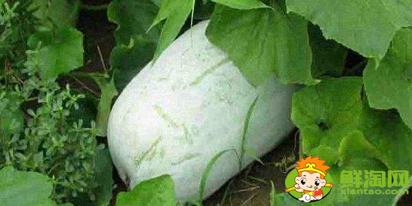 冬瓜什么时候种植最好,冬瓜什么时候种植高产