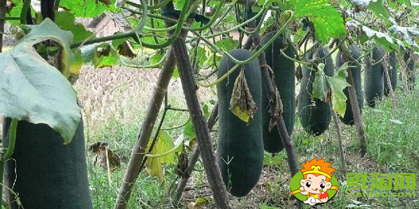 冬瓜什么时候种植最好,冬瓜什么时候种植高产