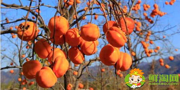 红柿与春桃有什么区别,柿子和普通西红柿的区别