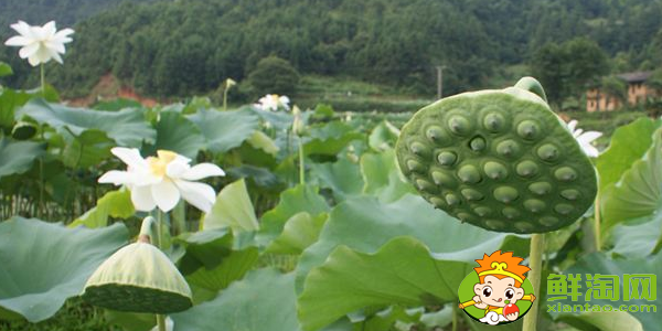 哪里产莲蓬,莲蓬什么产地的好吃