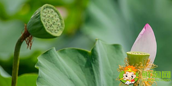 哪里产莲蓬,莲蓬什么产地的好吃