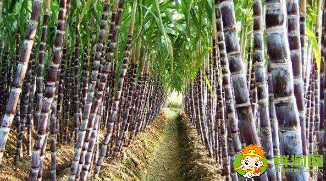 广西甘蔗一年几熟,广西甘蔗一年几季